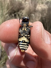 Temognatha
