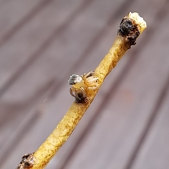 Maratus scutulatus