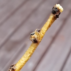 Maratus scutulatus