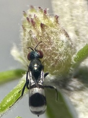 Ormyromorpha