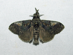 Dasychira vagans