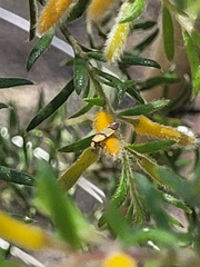 Stathmopoda auriferella