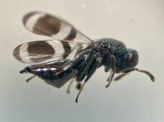 Ormyromorpha