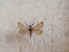 Phyllometra culminaria