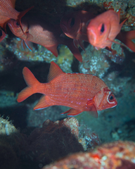 Sargocentron spiniferum