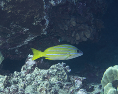 Lutjanus kasmira