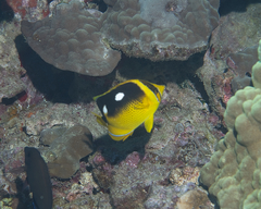 Chaetodon quadrimaculatus