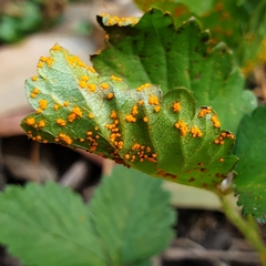 Phragmidium mexicanum