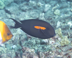 Acanthurus olivaceus