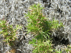 Galium andrewsii