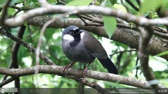 Pterorhinus chinensis