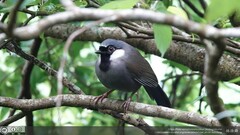 Pterorhinus chinensis