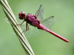Orthemis discolor