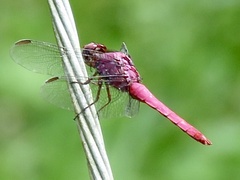 Orthemis discolor