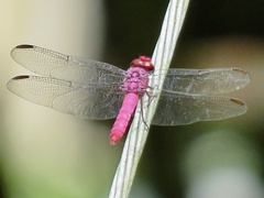 Orthemis discolor