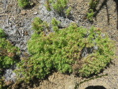 Galium andrewsii