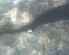 Epinephelus macrospilos
