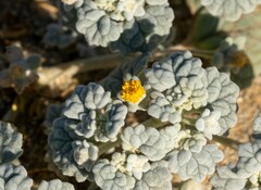 Psathyrotes ramosissima