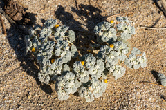 Psathyrotes ramosissima