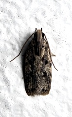 Stoeberhinus testaceus