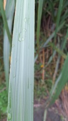 Austroderia splendens