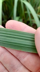 Austroderia splendens