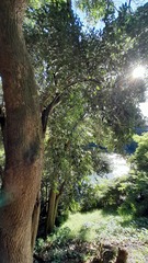 Ligustrum lucidum