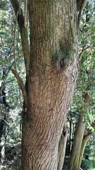 Ligustrum lucidum