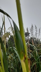 Austroderia splendens