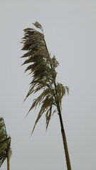 Austroderia splendens