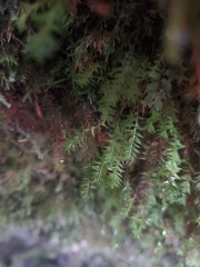 Bartramiopsis lescurii