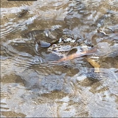 Lithobates yavapaiensis