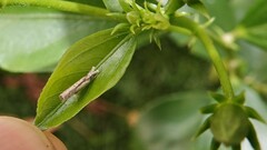 Culladia hastiferalis