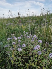 Ziziphora clinopodioides