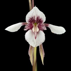 Diuris venosa