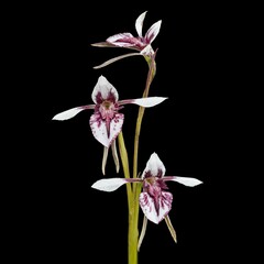 Diuris venosa
