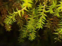 Bartramiopsis lescurii