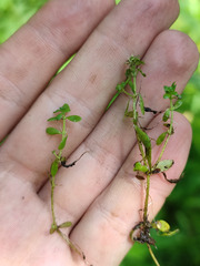 Callitriche cophocarpa