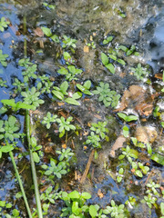 Callitriche cophocarpa