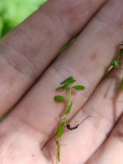 Callitriche cophocarpa