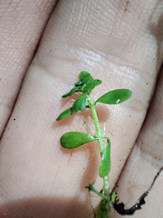 Callitriche cophocarpa