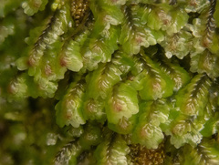 Macrodiplophyllum