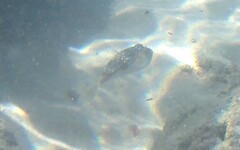 Amblyrhynchote honckenii