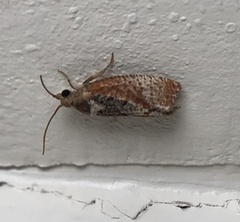 Cryptophlebia illepida