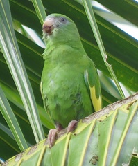 Brotogeris versicolurus