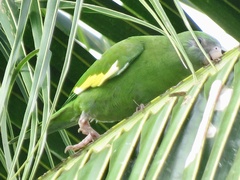 Brotogeris versicolurus