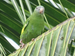 Brotogeris versicolurus