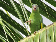 Brotogeris versicolurus