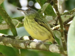 Todirostrum maculatum