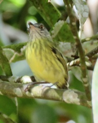 Todirostrum maculatum